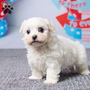 Macy, Havachon Puppy